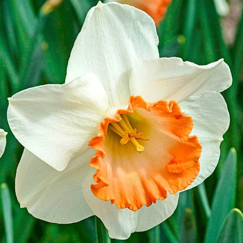 Pink Charm Daffodil - Image 2