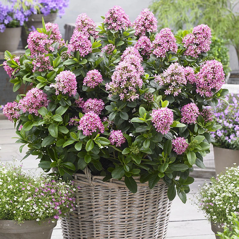 Pink Elle Escallonia - Image 2