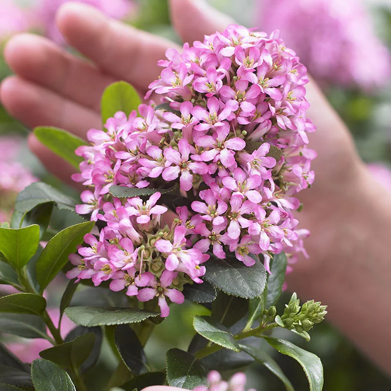 Pink Elle Escallonia - Image 3