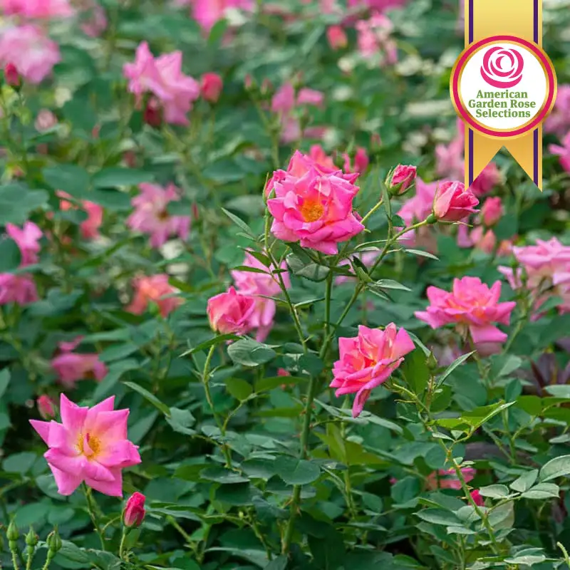 WOW!® Pink Freedom Rose