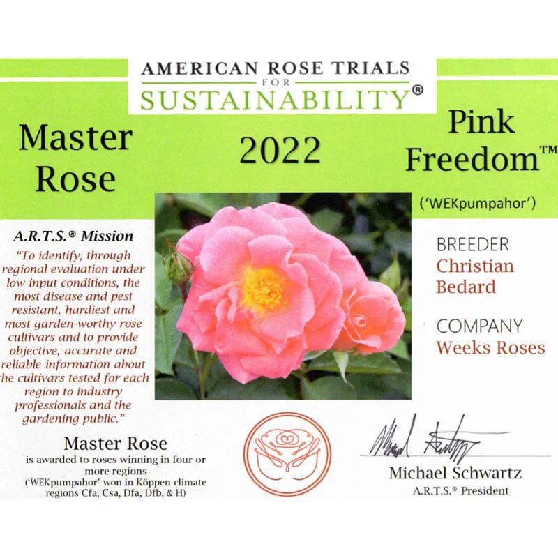 WOW!® Pink Freedom Rose - Image 2