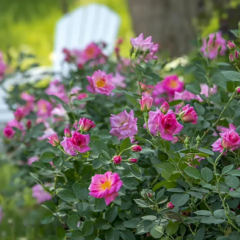 WOW!® Pink Freedom Rose - Image 4