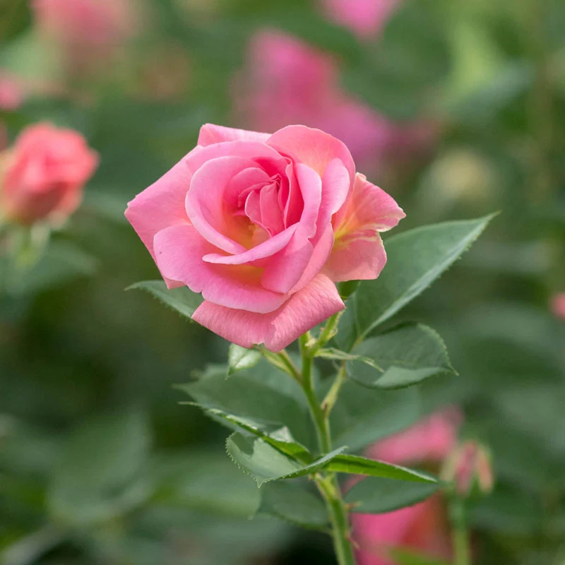 WOW!® Pink Freedom Rose - Image 5