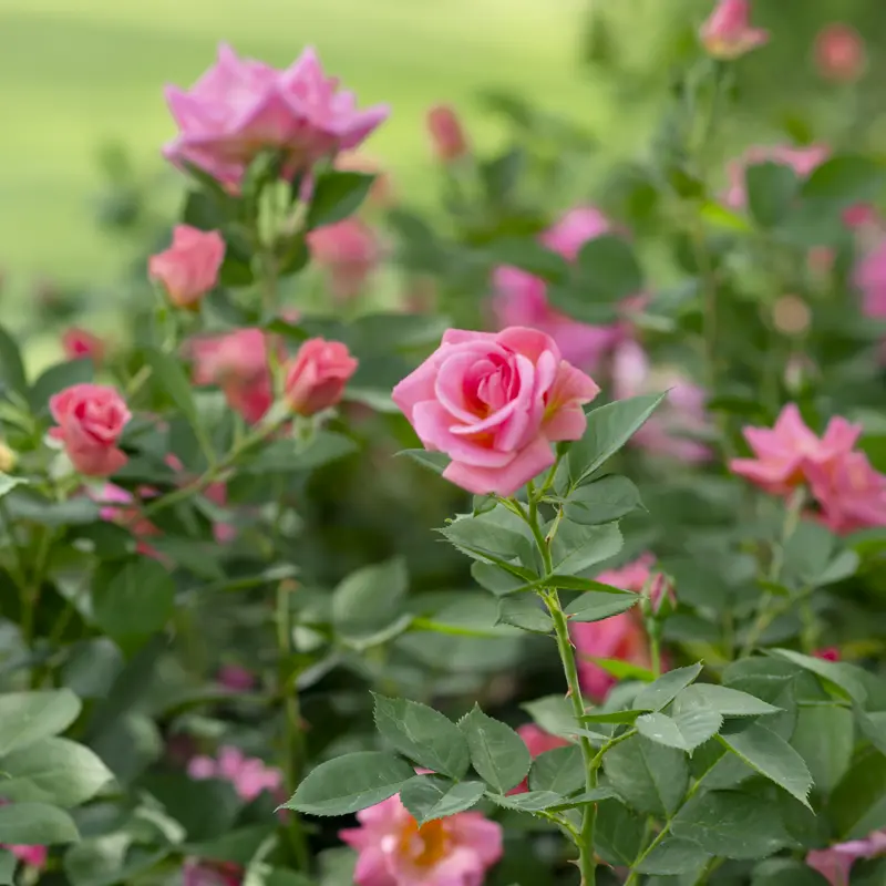 WOW!® Pink Freedom Rose - Image 6