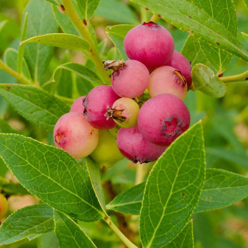 Blueberry Pink Lemonade - Image 2