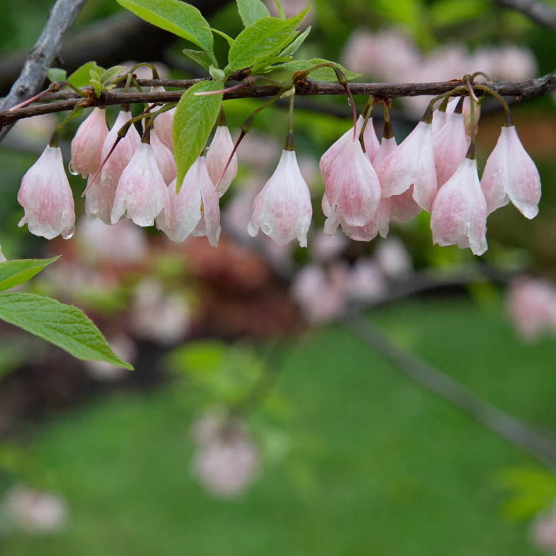 Pink Mountain Silverbell Tree