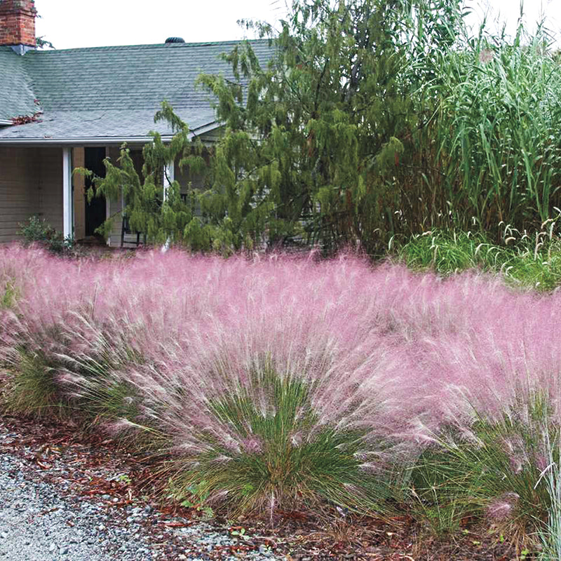 Pink Muhly Grass - Image 2