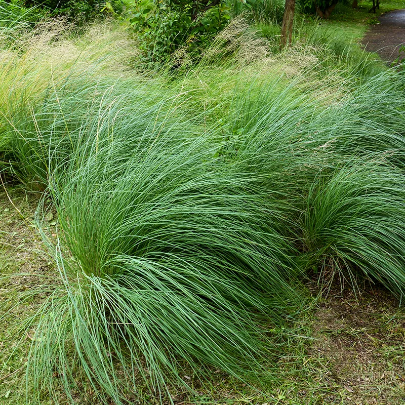 Pink Muhly Grass - Image 3