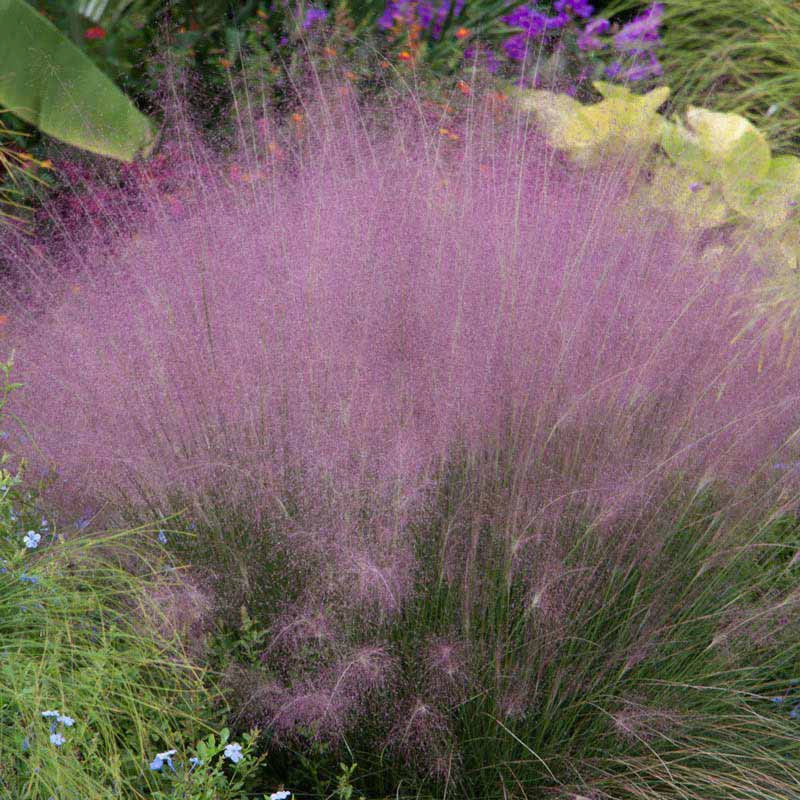 Pink Muhly Grass - Image 4
