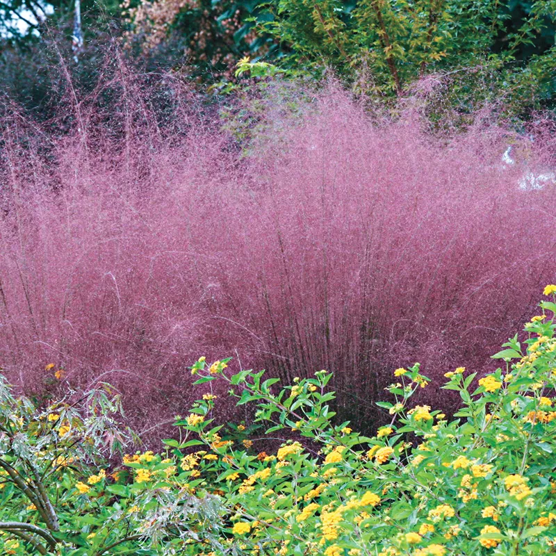 Pink Muhly Grass - Image 5