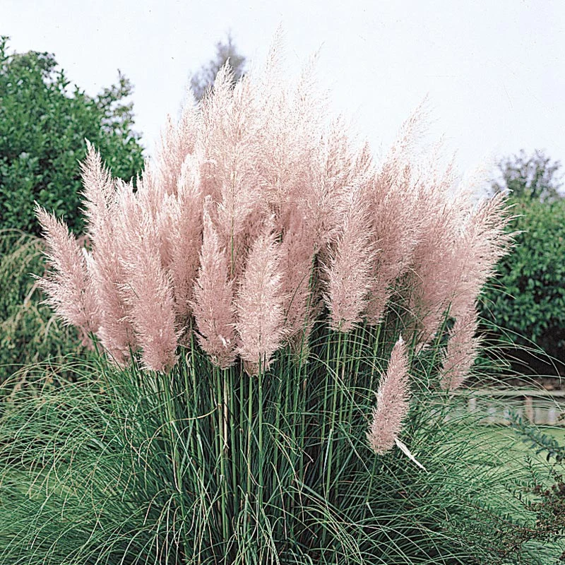 Pink Pampas Grass - Image 2