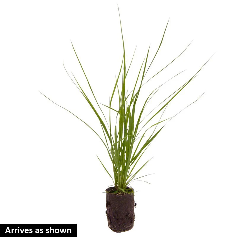 Pink Pampas Grass - Image 3