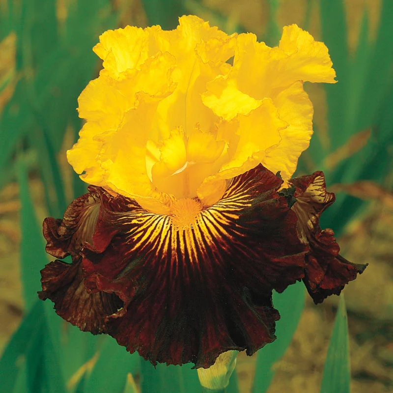 Pirate Ahoy Bearded Iris