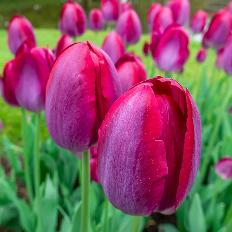 Pittsburg Tulip