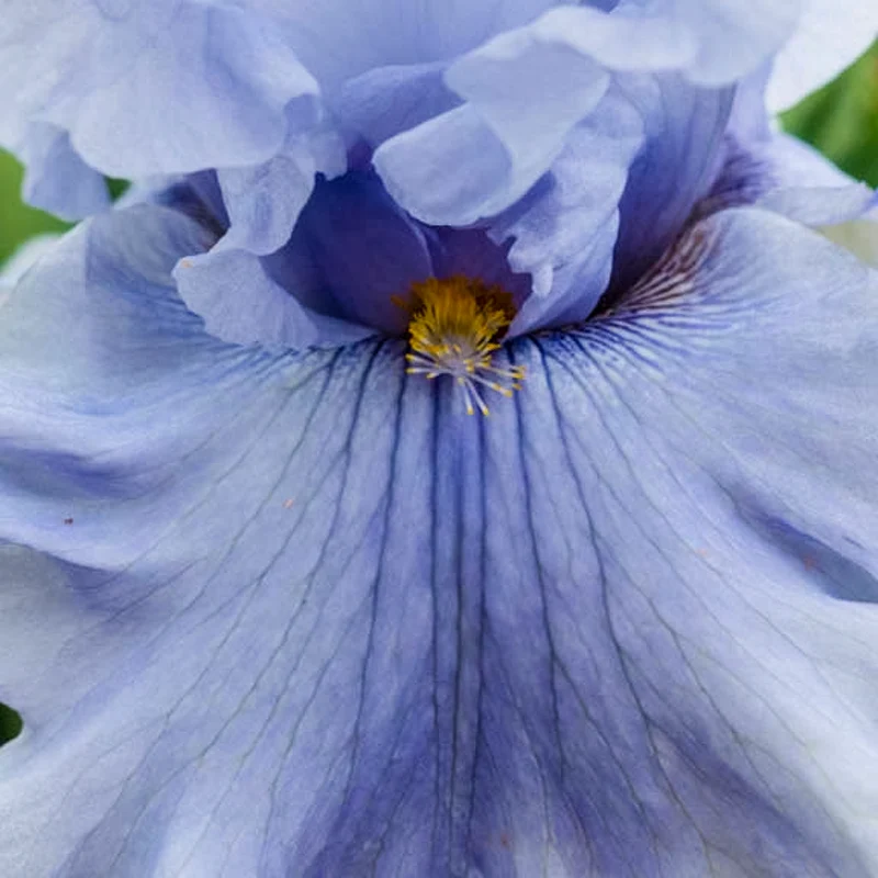 Platinum Passion Bearded Iris - Image 2