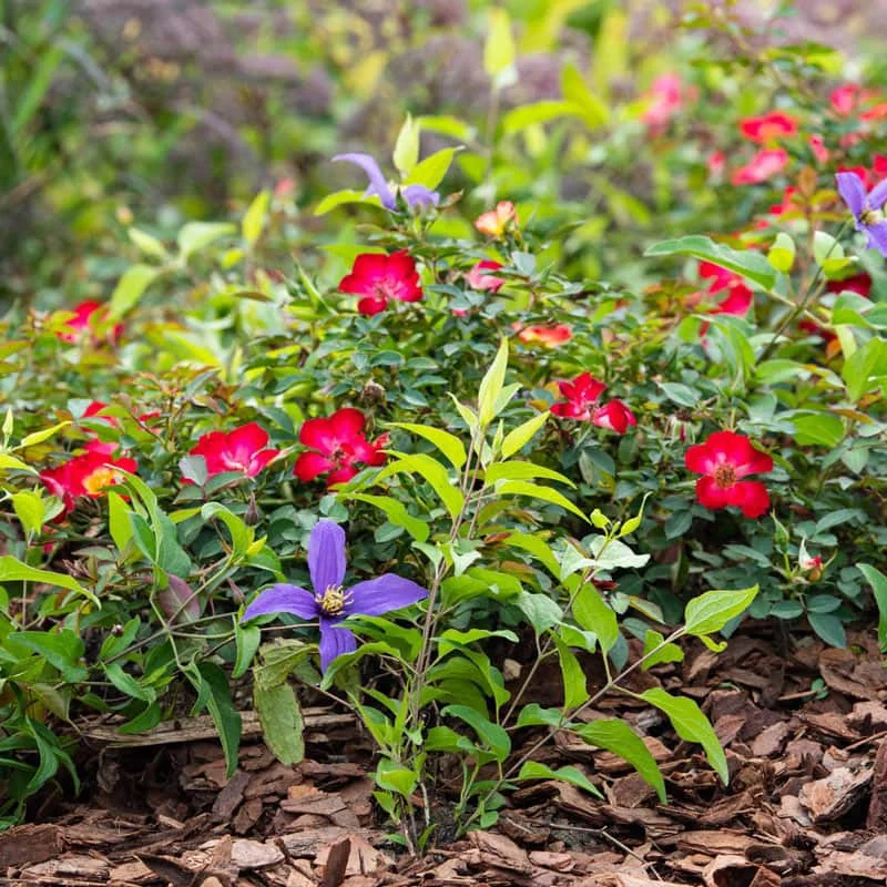 Playful Happy Trails™ Groundcover rose - Image 2