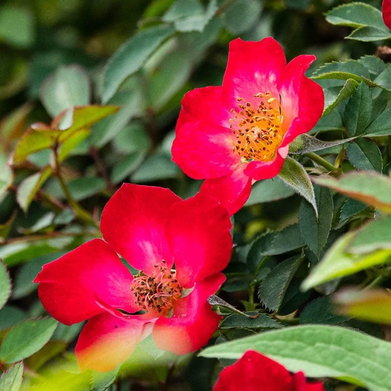 Playful Happy Trails™ Groundcover rose - Image 3
