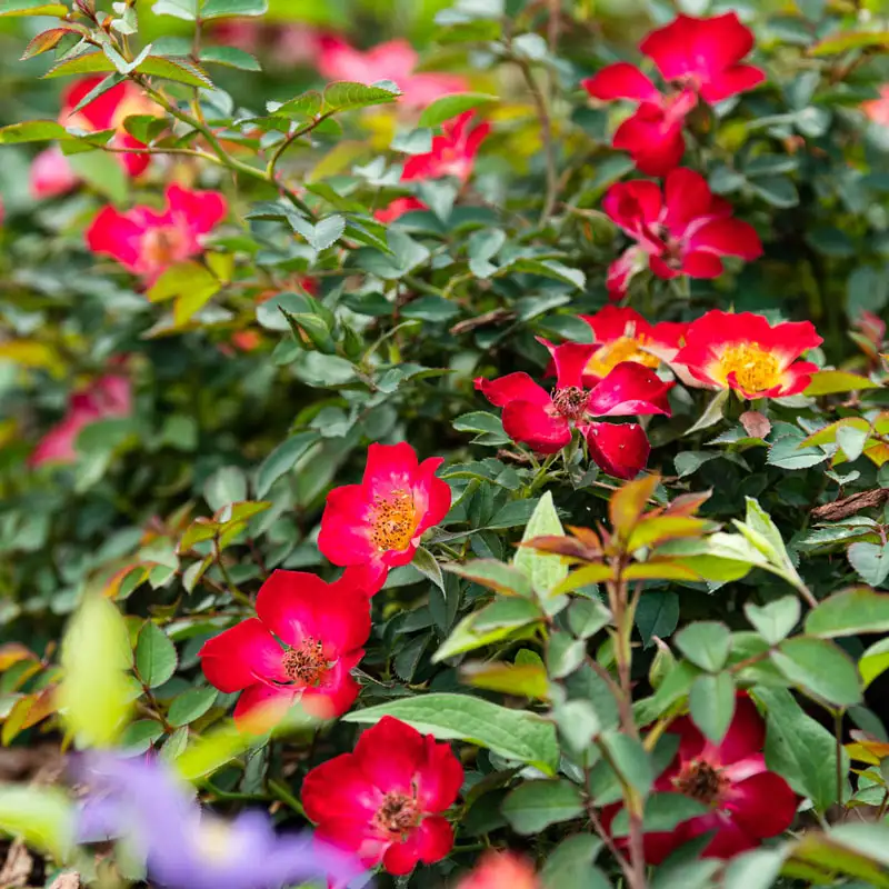 Playful Happy Trails™ Groundcover rose - Image 4
