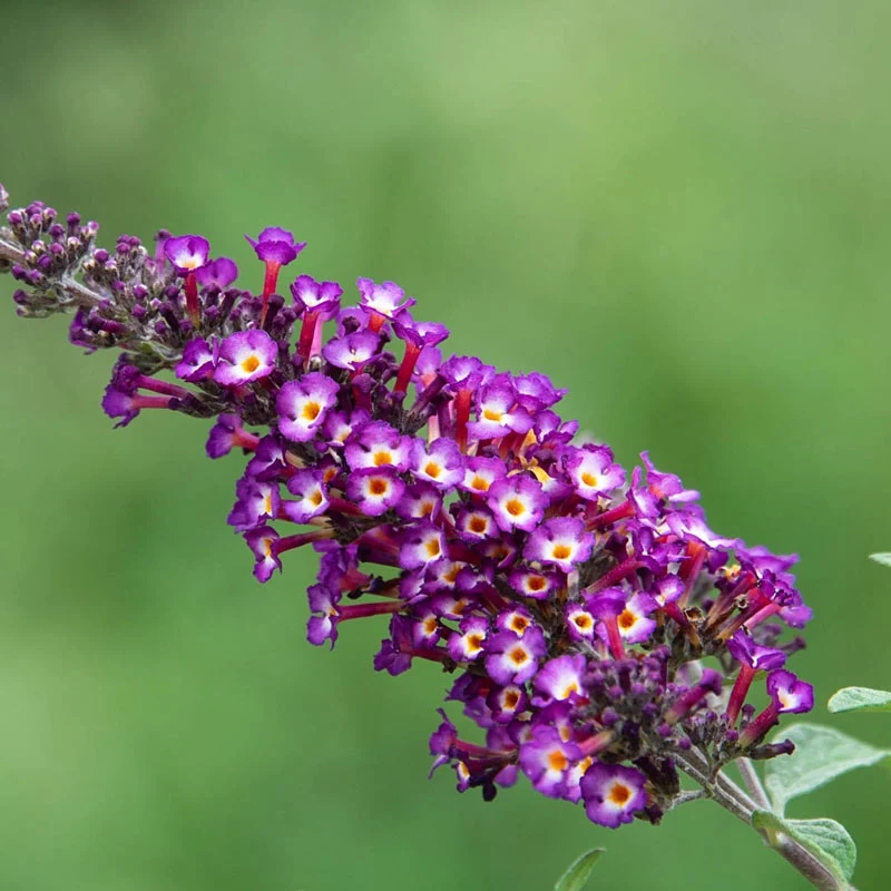 Polka Dot Butterfly Bush - Image 2