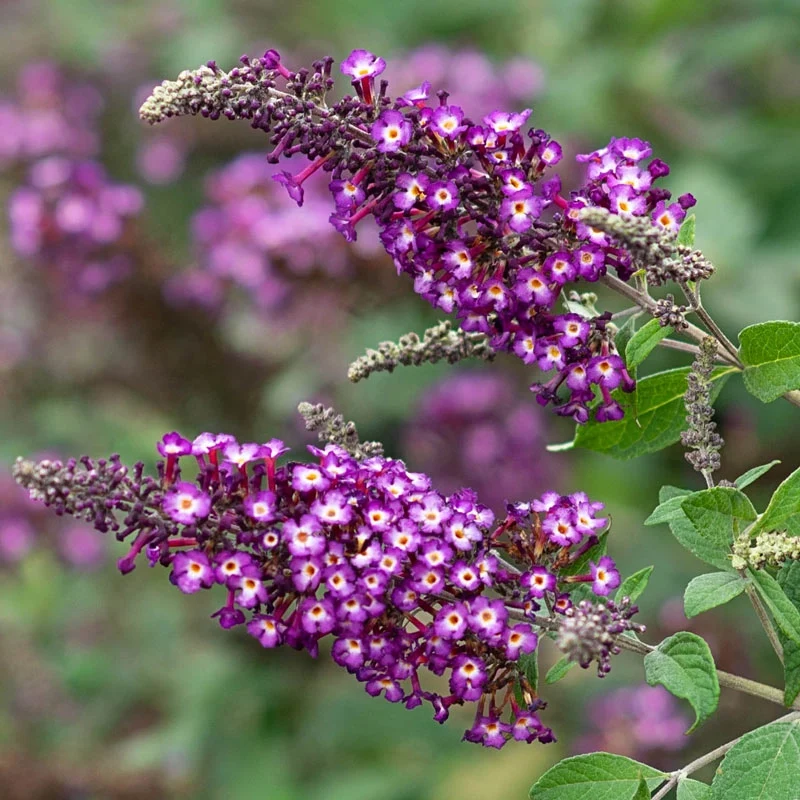 Polka Dot Butterfly Bush - Image 3