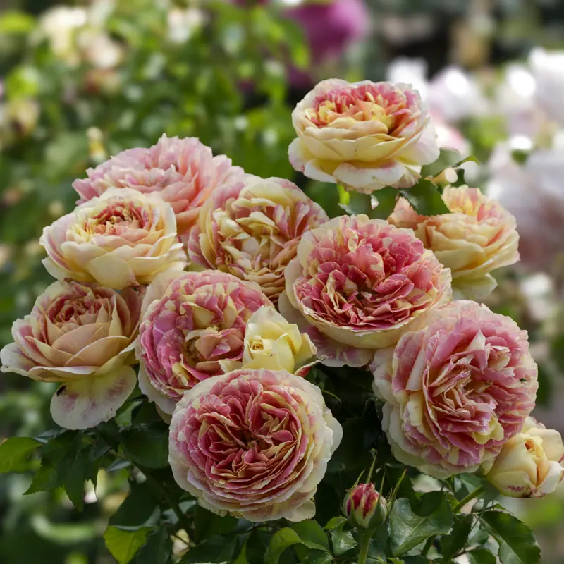 Pop Art™ Grandiflora Rose - Image 2