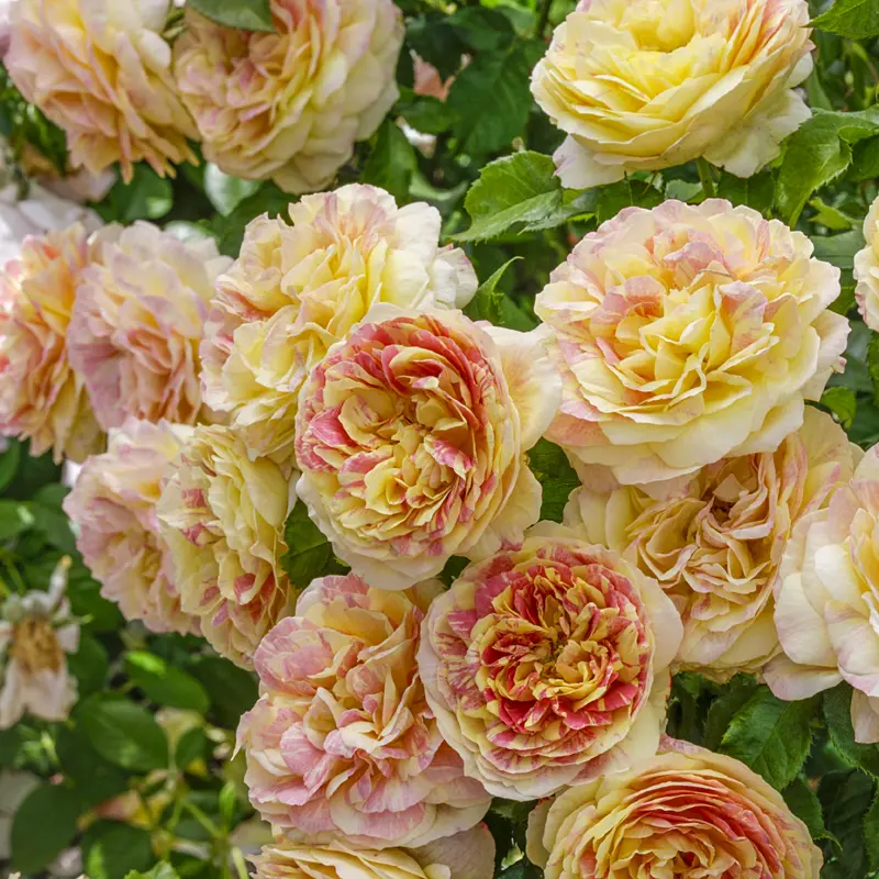 Pop Art™ Grandiflora Rose - Image 3