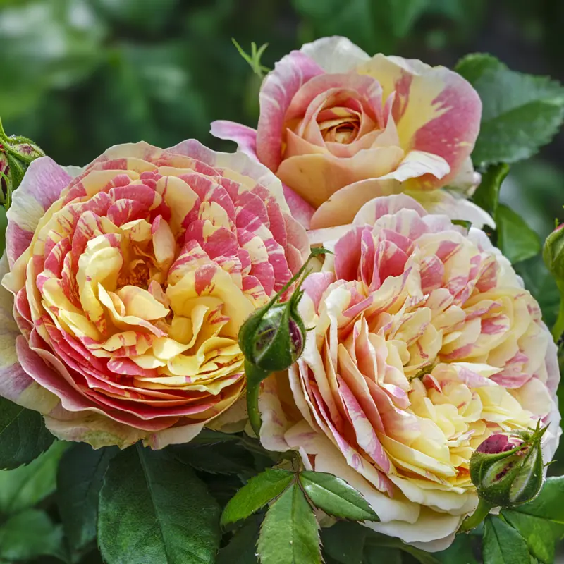 Pop Art™ Grandiflora Rose - Image 5