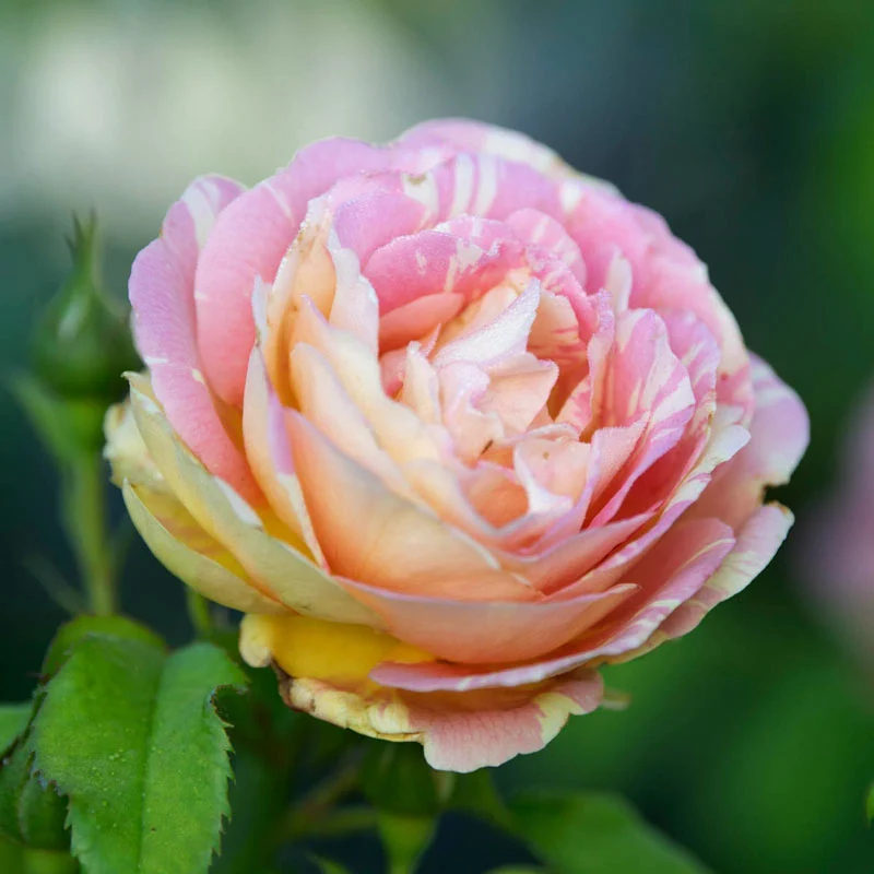 Pop Art™ Grandiflora Rose - Image 6