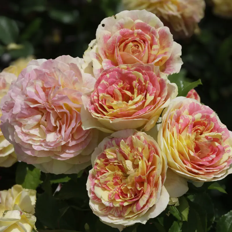 Pop Art™ Grandiflora Rose - Image 7