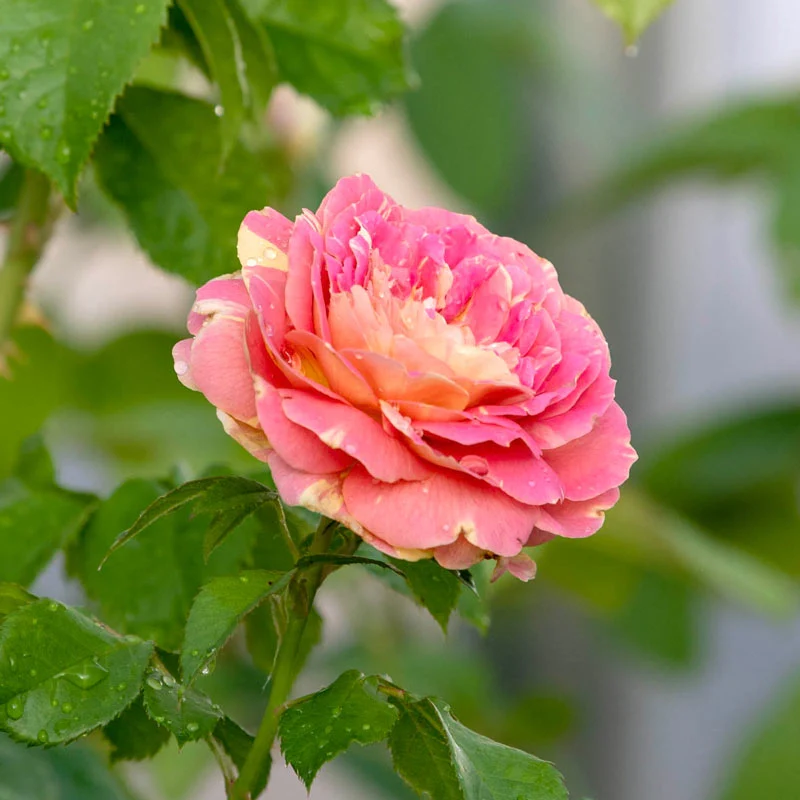 Pop Art™ Grandiflora Rose - Image 8