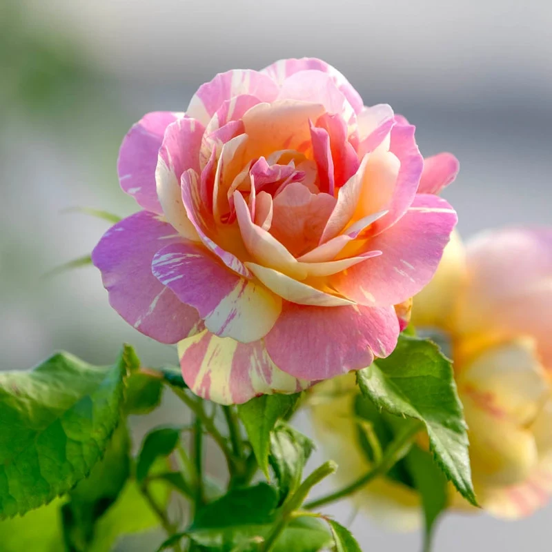 Pop Art™ Grandiflora Rose - Image 9