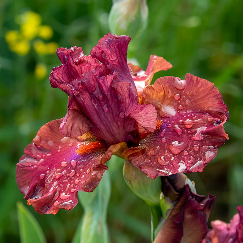 Pop Star Bearded German Iris - Image 2