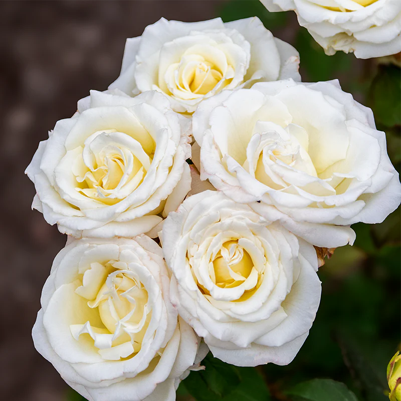Pope John Paul II Hybrid Tea Rose - Image 2