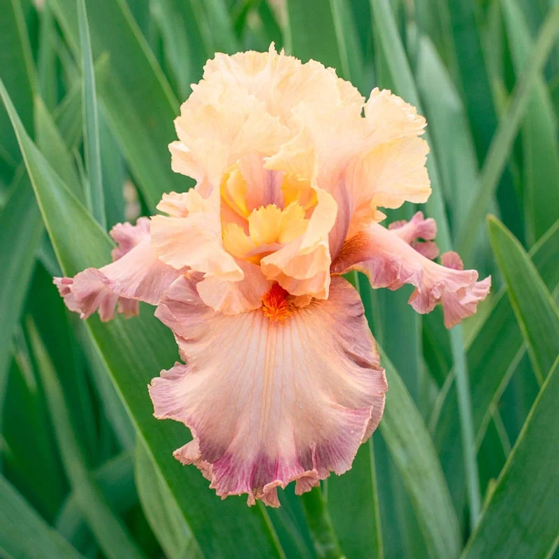 Poster Girl Bearded Iris