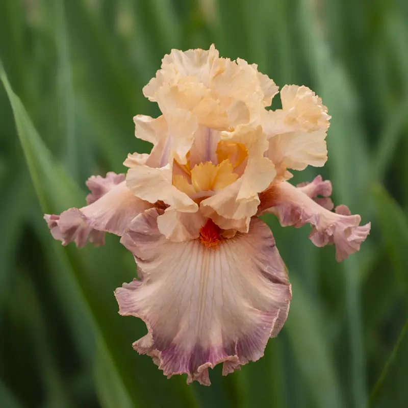 Poster Girl Bearded Iris - Image 2