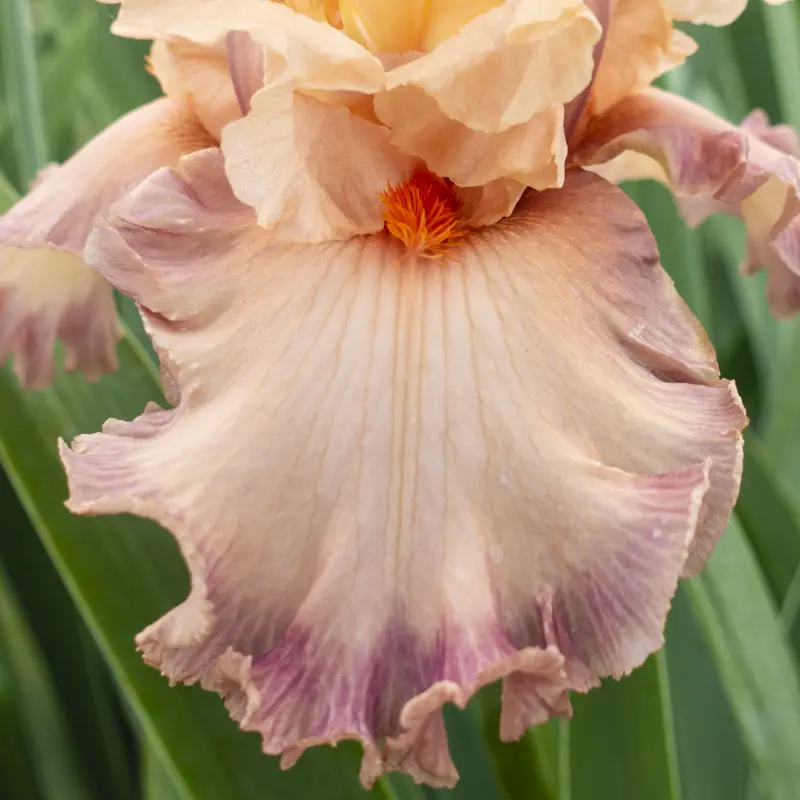 Poster Girl Bearded Iris - Image 3