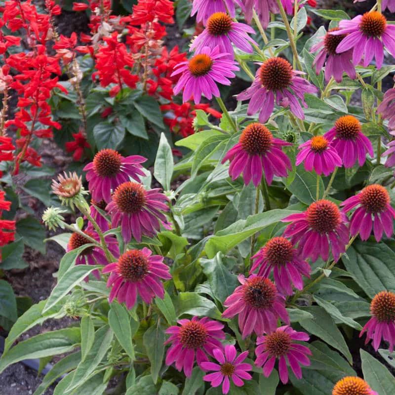 PowWow® Wild Berry Coneflower - Image 2