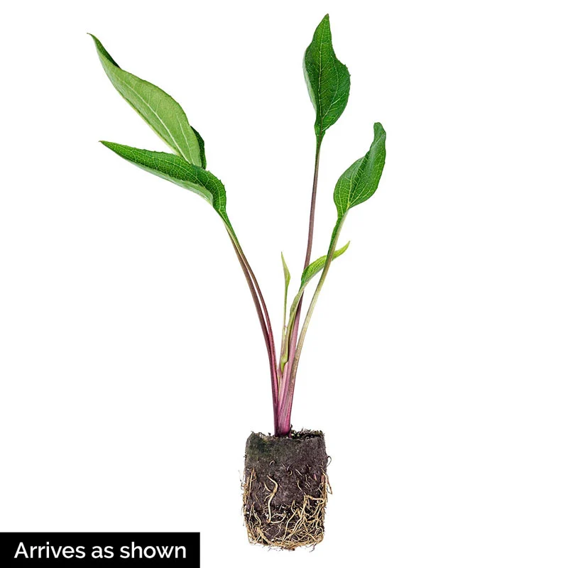 PowWow® Wild Berry Coneflower - Image 3