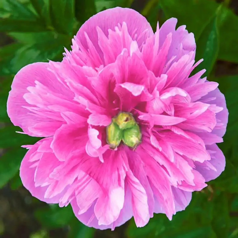 Prairie Afire Peony