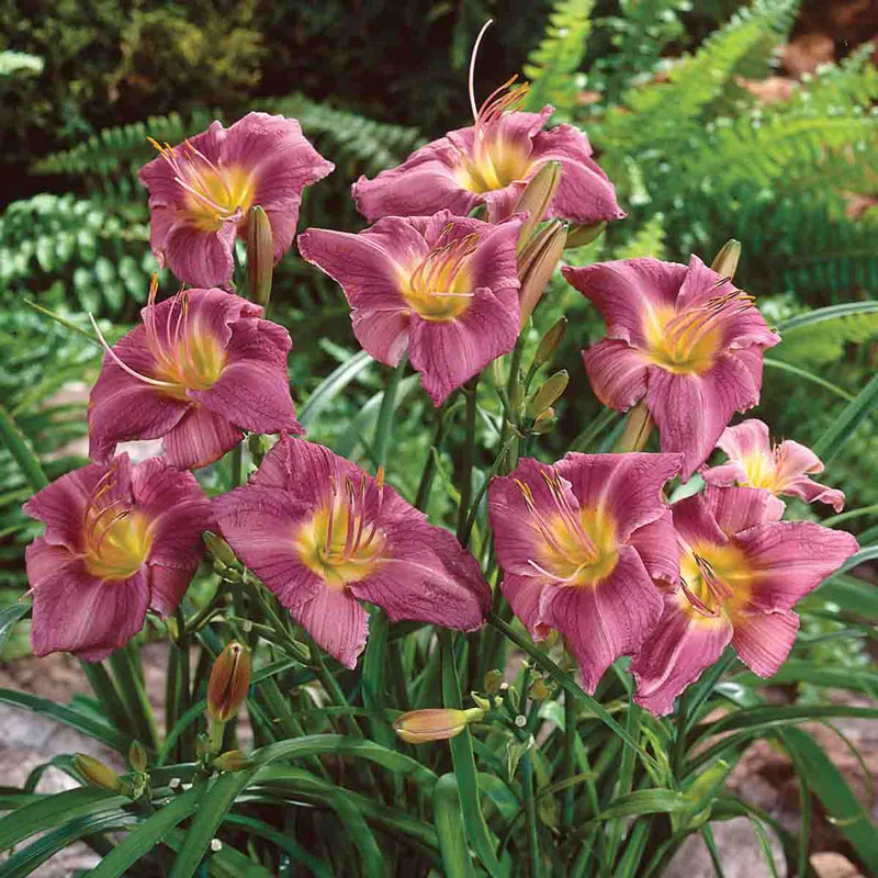 Prairie Blue Eyes Daylily - Image 2
