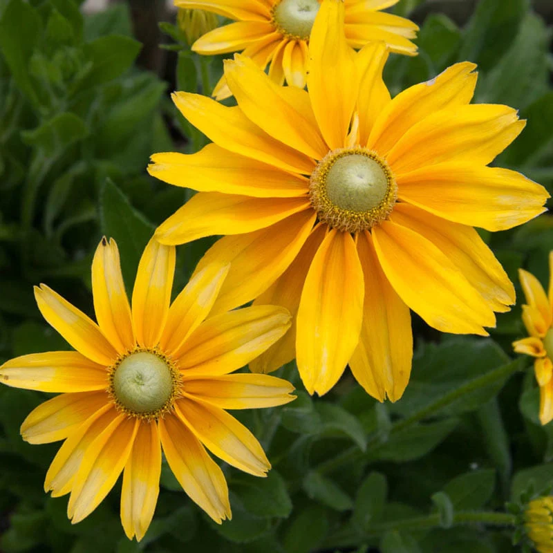 Prairie Sun Rudbeckia - Image 2