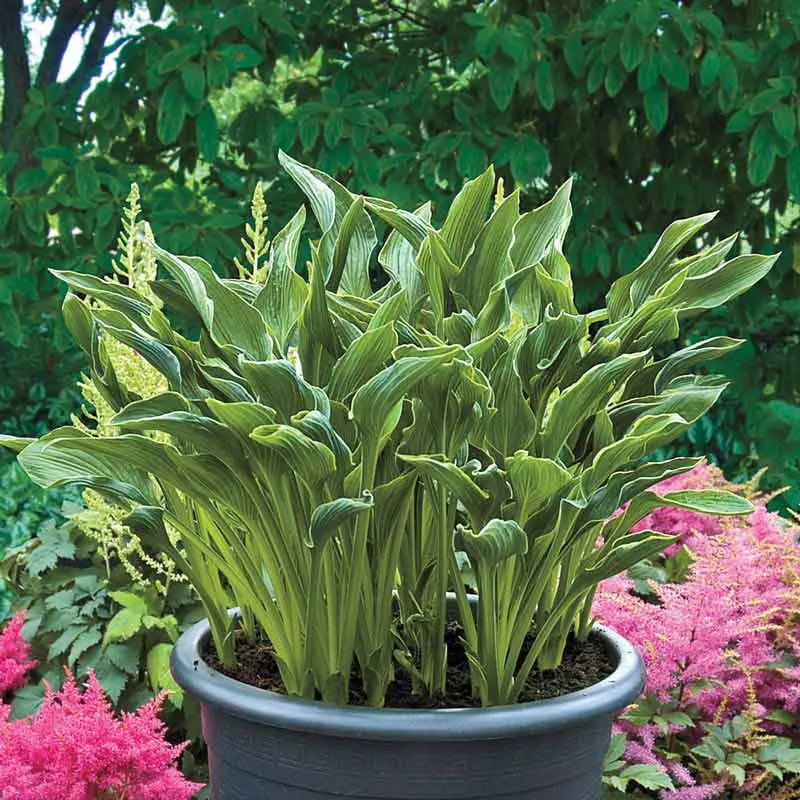 Praying Hands Hosta - Image 2