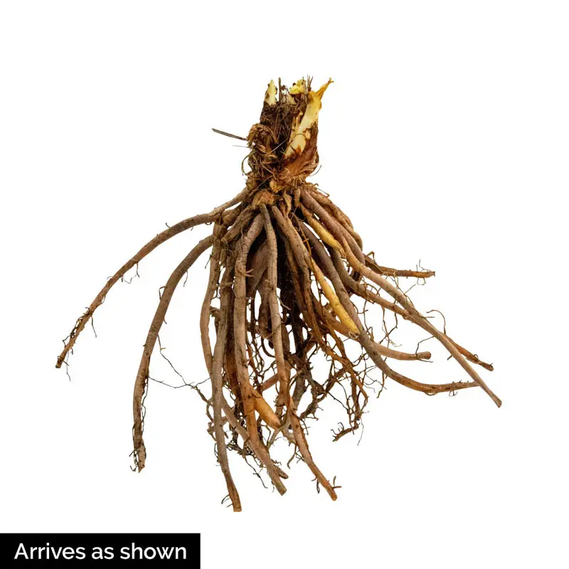 Praying Hands Hosta - Image 3