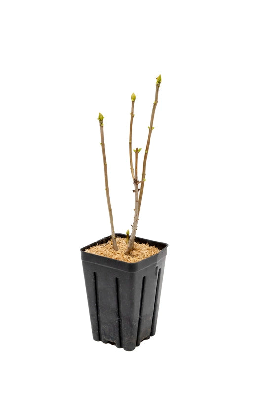 President Grevy Lilac Shrub - Image 2