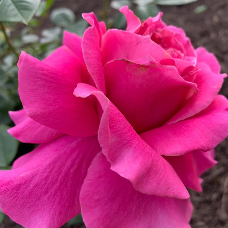 Pretty Lady Rose™ Hybrid Tea Rose - Image 10