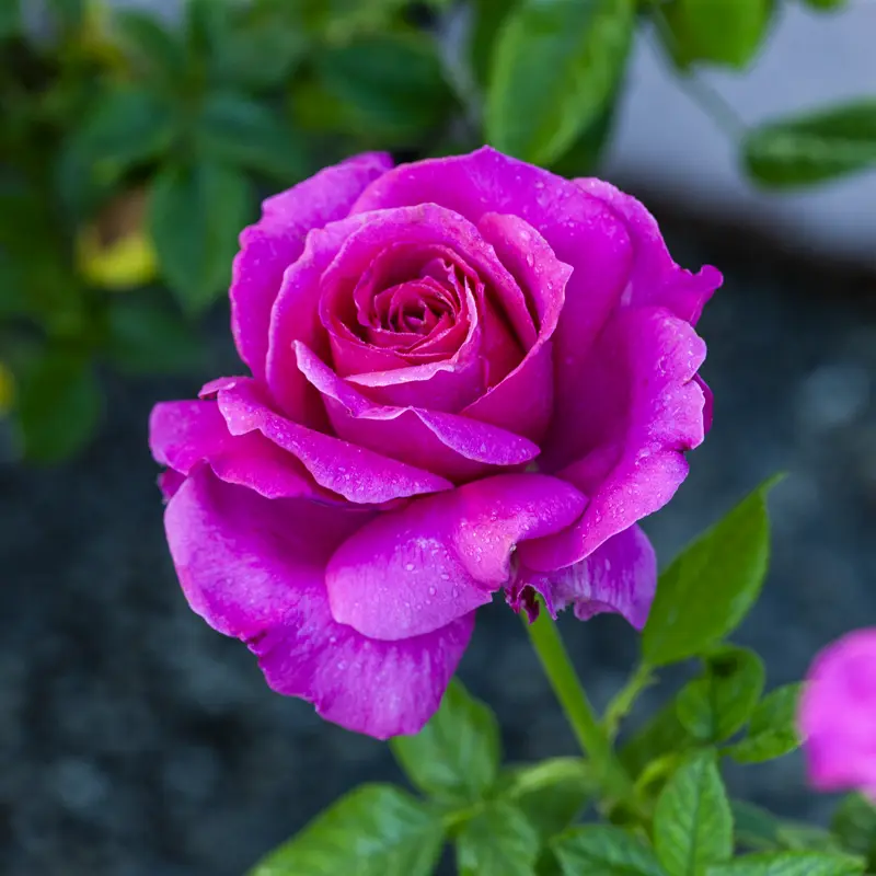 Pretty Lady Rose™ Hybrid Tea Rose - Image 14