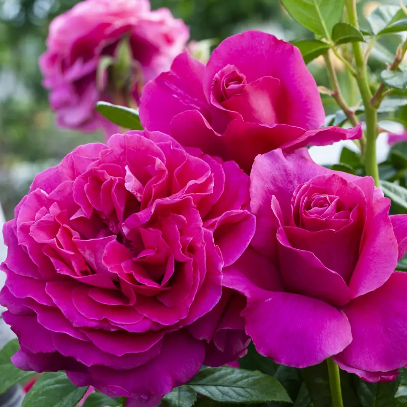Pretty Lady Rose™ Hybrid Tea Rose - Image 2