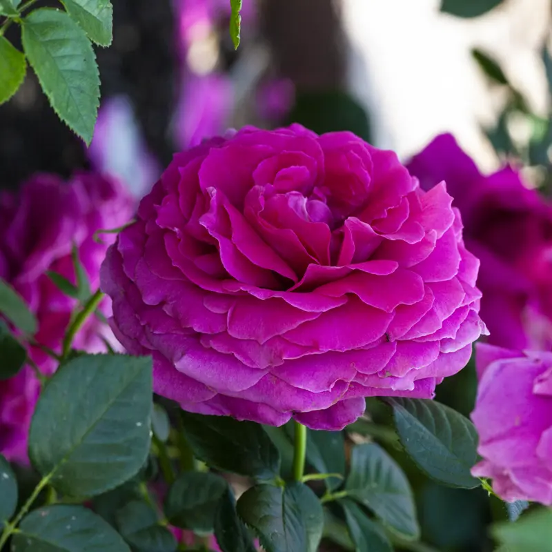 Pretty Lady Rose™ Hybrid Tea Rose - Image 3