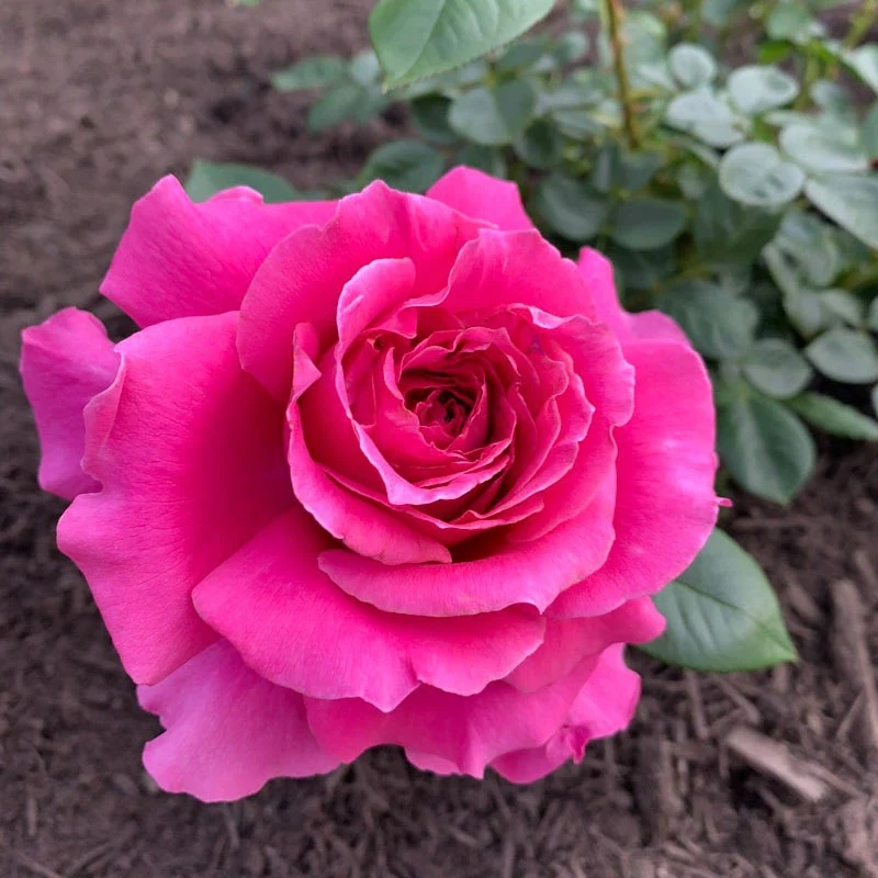 Pretty Lady Rose™ Hybrid Tea Rose - Image 4