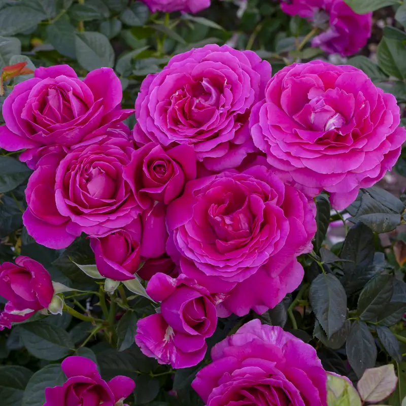 Pretty Lady Rose™ Hybrid Tea Rose - Image 5